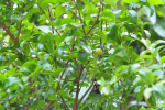 Barbados cherry