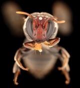 The female of the Meroglossa gemmata species. 