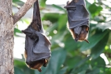 Researchers use drones with thermal cameras in flying fox count