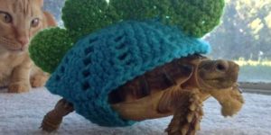 Tortoise+cozy.