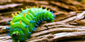 Cecropia Moth Caterpillar