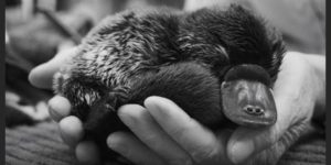 A+tuckered+out+baby+platypus+photographed+by+Robert+Irwin