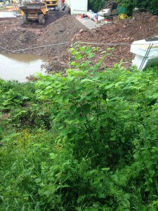 Japanese Knotweed Removal in Swadlincote