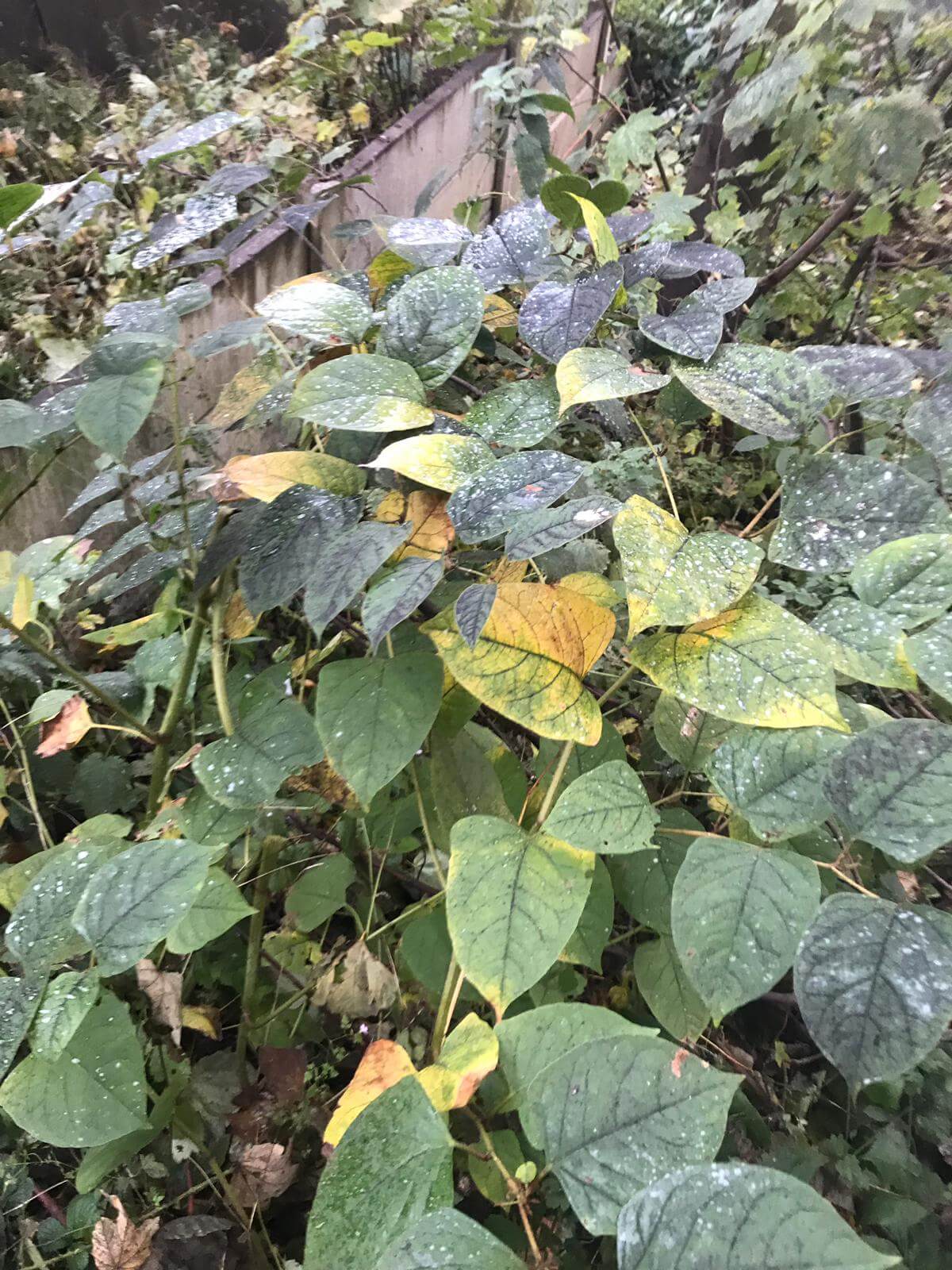 Removal Of Japanese Knotweed in Desborough