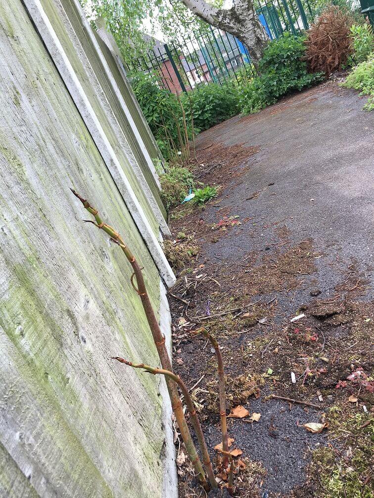 Japanese Knotweed in Middle Quinton