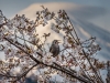 144-Mt-Fuji-Cherry-Blossom