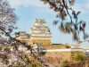 060-Himeji-Cherry-Blossom