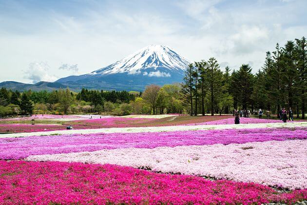 Mount Fuji Shibazakura Festival