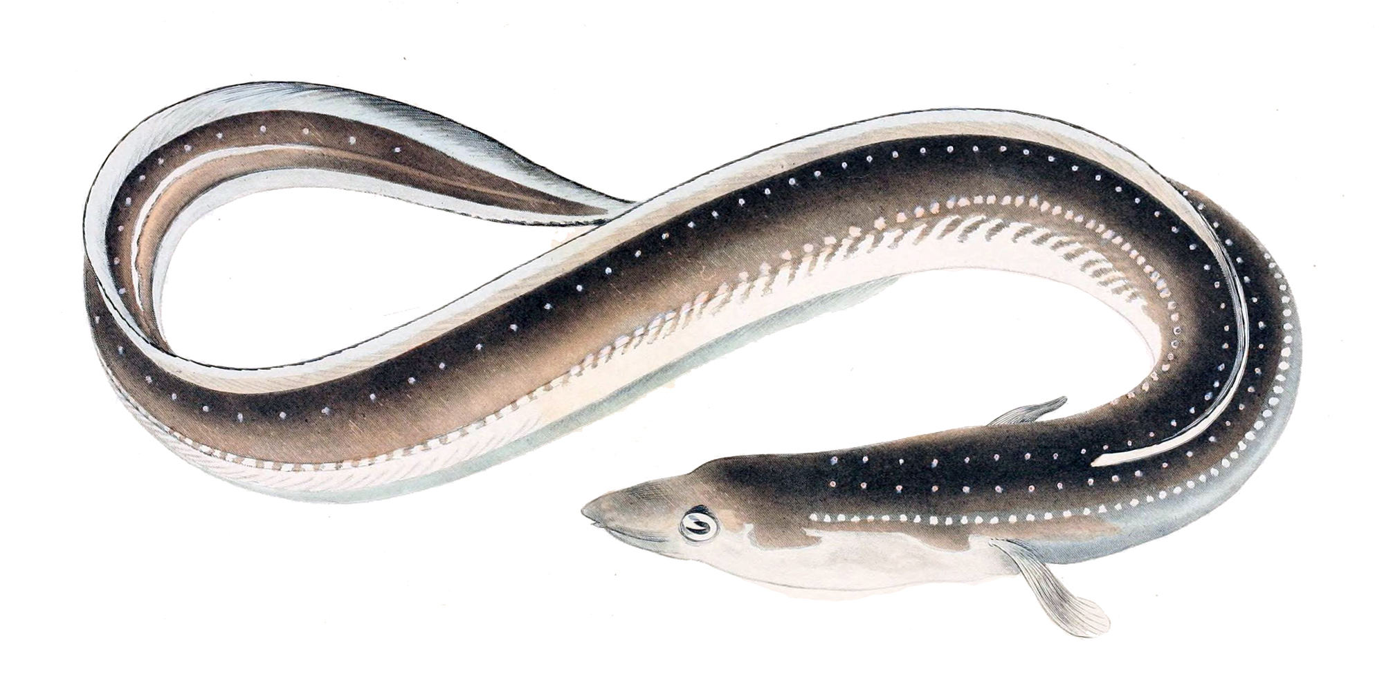 Eels face the slippery slope to extinction | The Japan Times