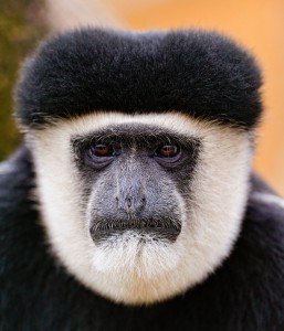 Colobus Monkey Jigsaw Puzzle