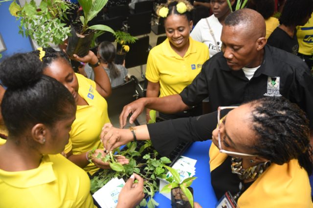 Jamaica National Group Supports National Tree Planting Initiative - JN ...