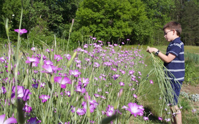 Agrostemma is transplanted to the field in early spring at Right Field Farm, after overwintering from a sowing the prior fall.