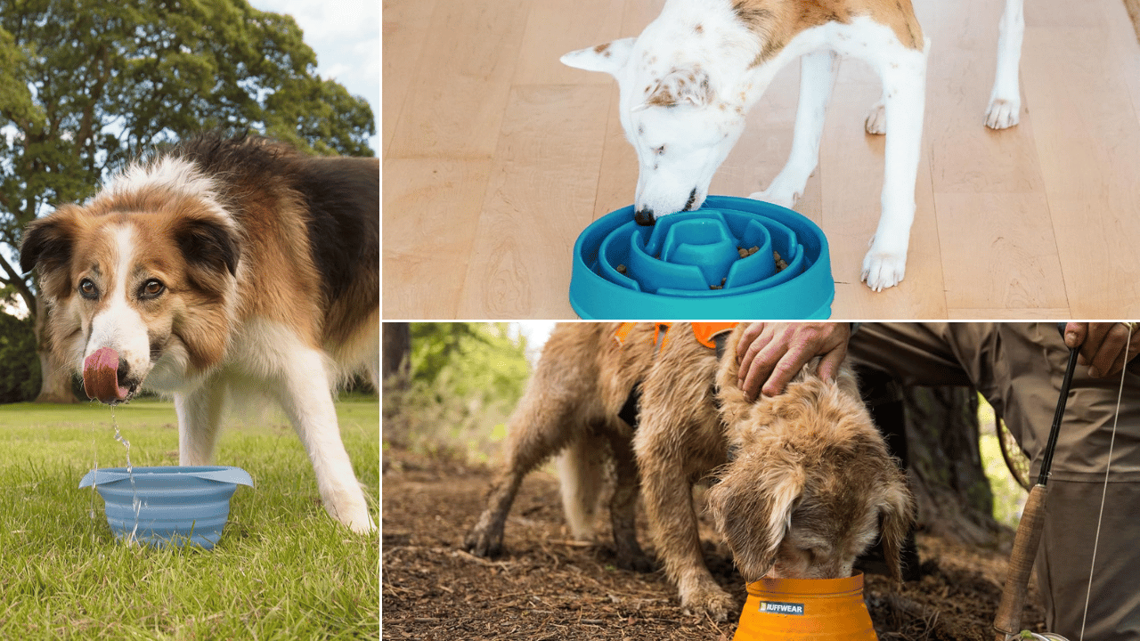 Travel Dog Bowl