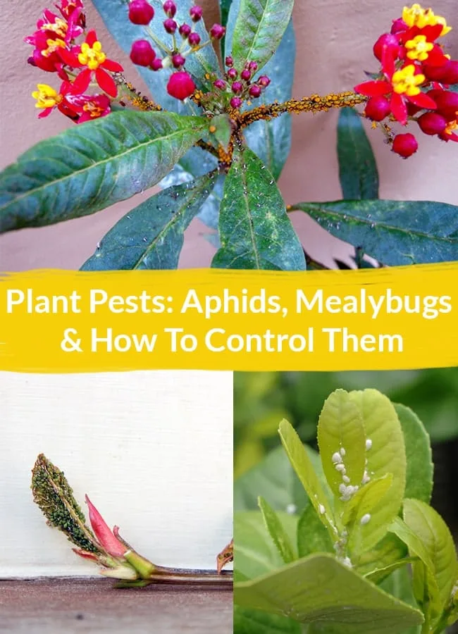 a collage with 3 different plants infested with aphids the text reads Plant Pests: Aphids, Mealybugs & How To Control Them.