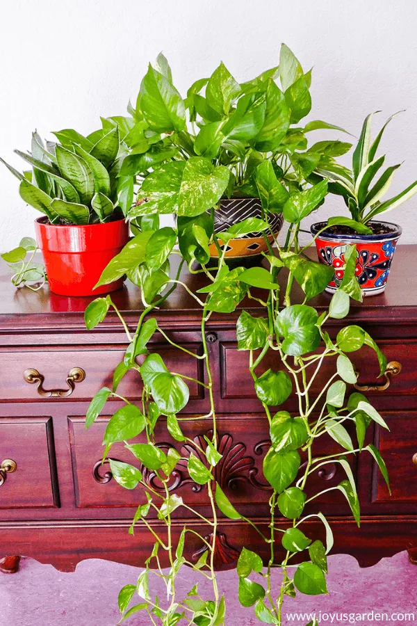 One golden pothos sits in between 2 small snake plants on a table.