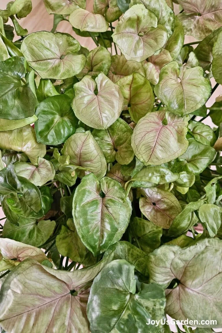 Close up of the foliage on an arrowhead plant.