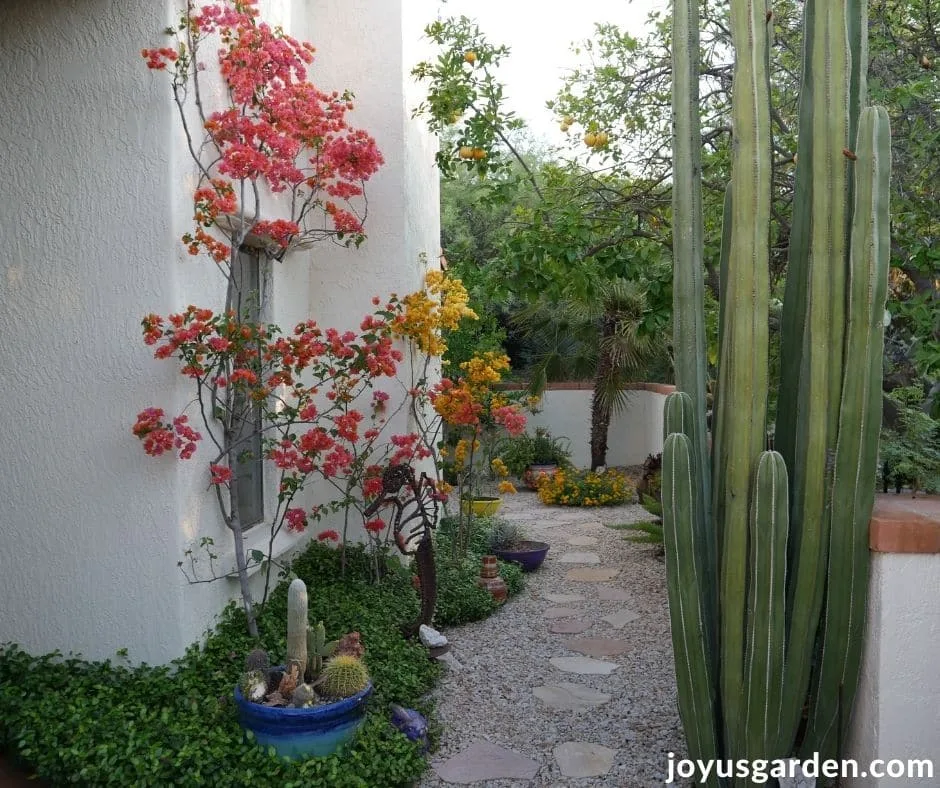 a tuscon desert garden with bougainvilleas cacti & a gravel walkway