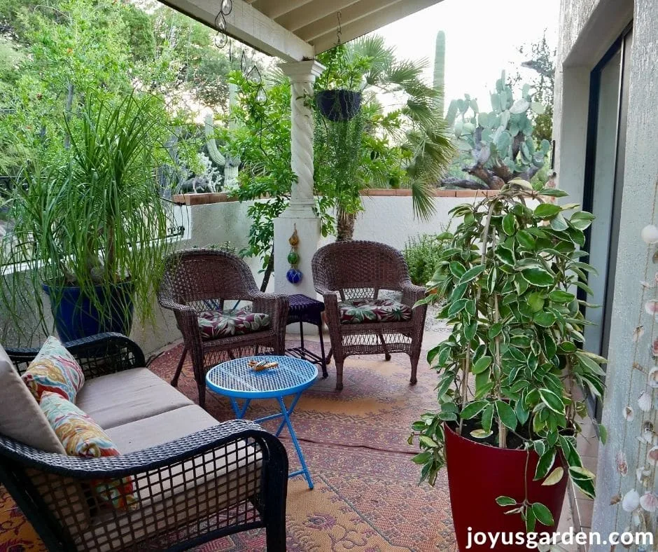 a shaded patio with container plants in the tuscon desert