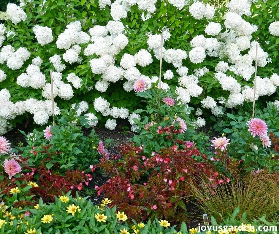 a beautiful garden with white hydrangeas begonias dahlias & zinnias in bloom