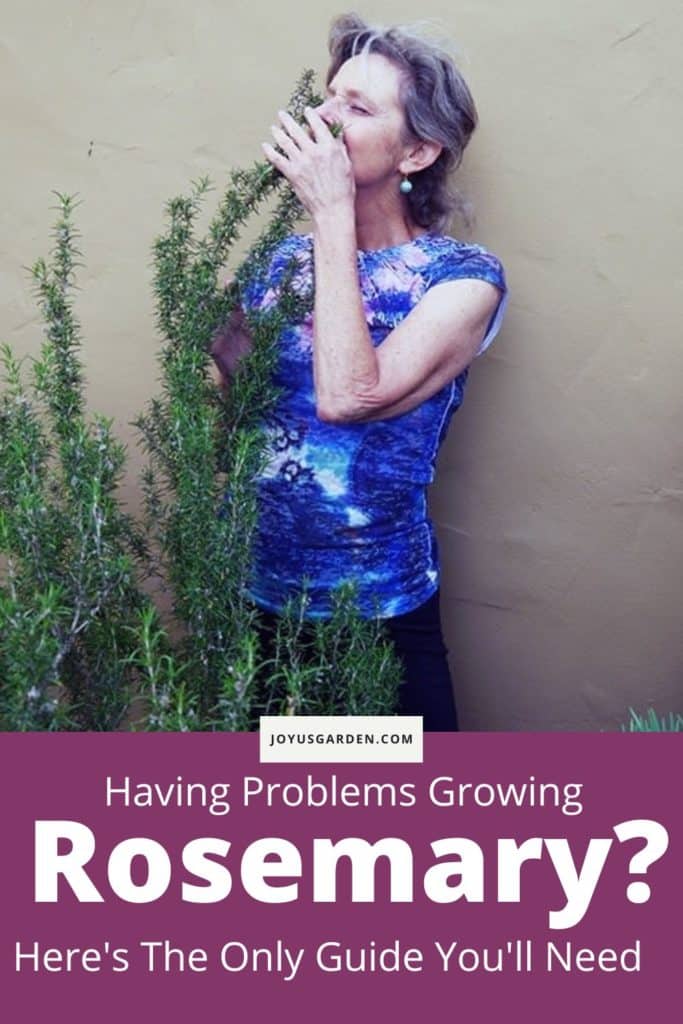 woman smelling rosemary text reads having problems growing rosemary? here's the only guide you'll need joyusgarden.com