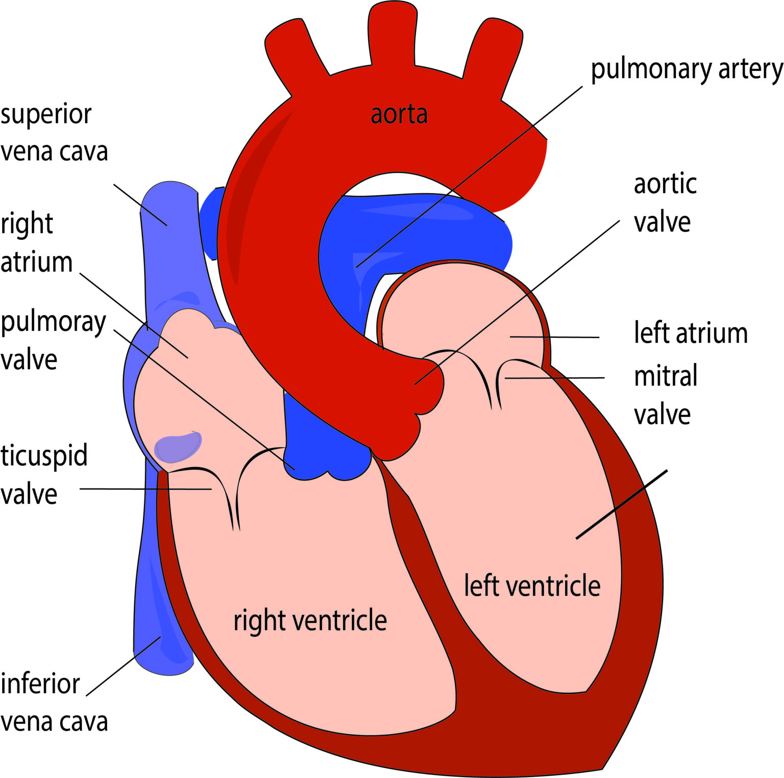 Heart Anatomy For Kids