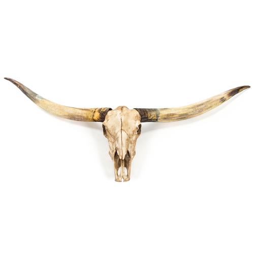 Texas Longhorn Steer Skull Rustic Lodge Reproduction Wall Mount Sculpture | Kathy Kuo Home