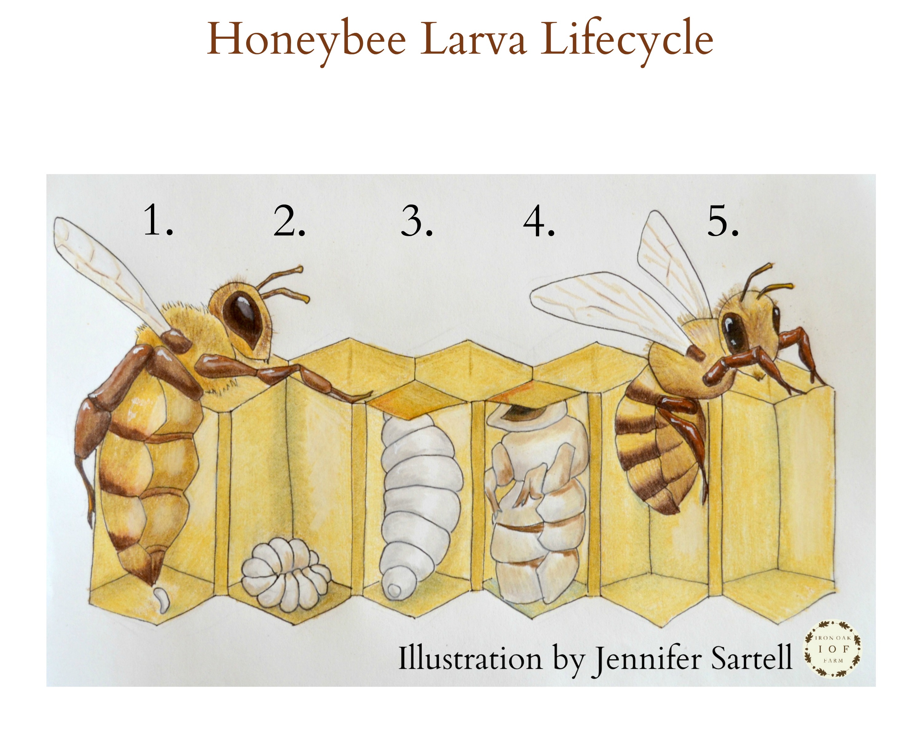 Life Cycle Of A Bee Activity