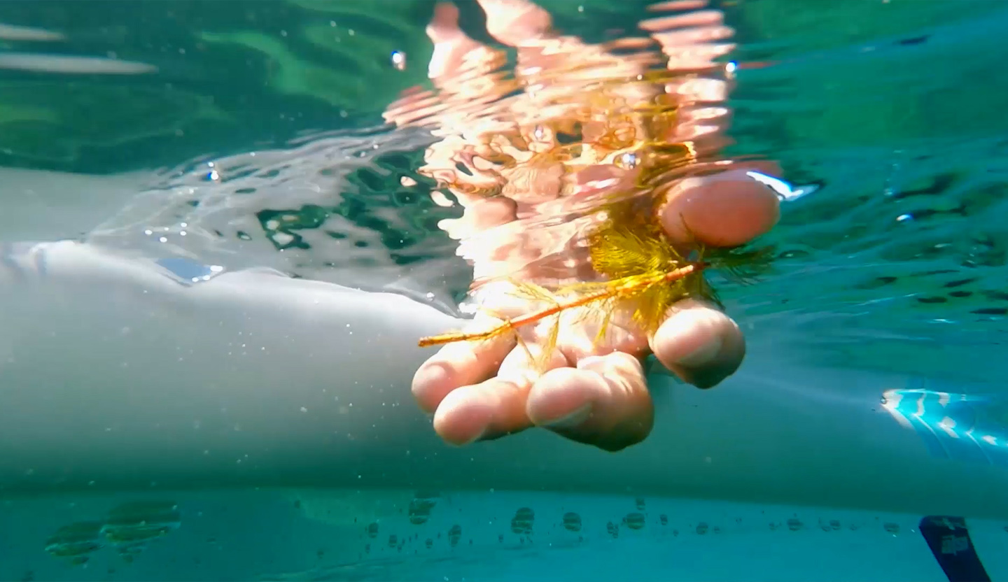 An aquatic invasive plant floating in Lake Tahoe.