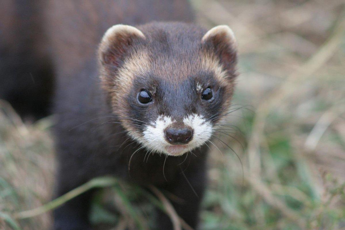 european polecat