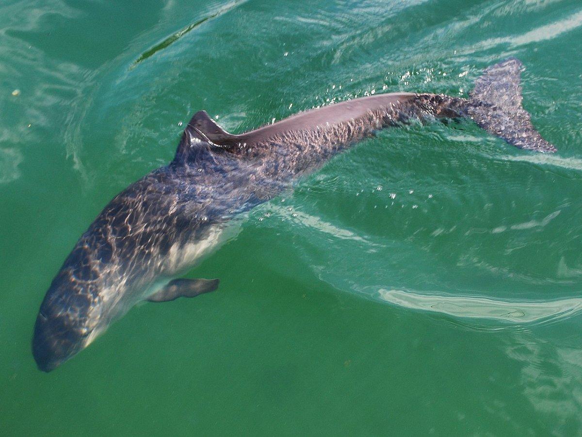 harbor porpoise