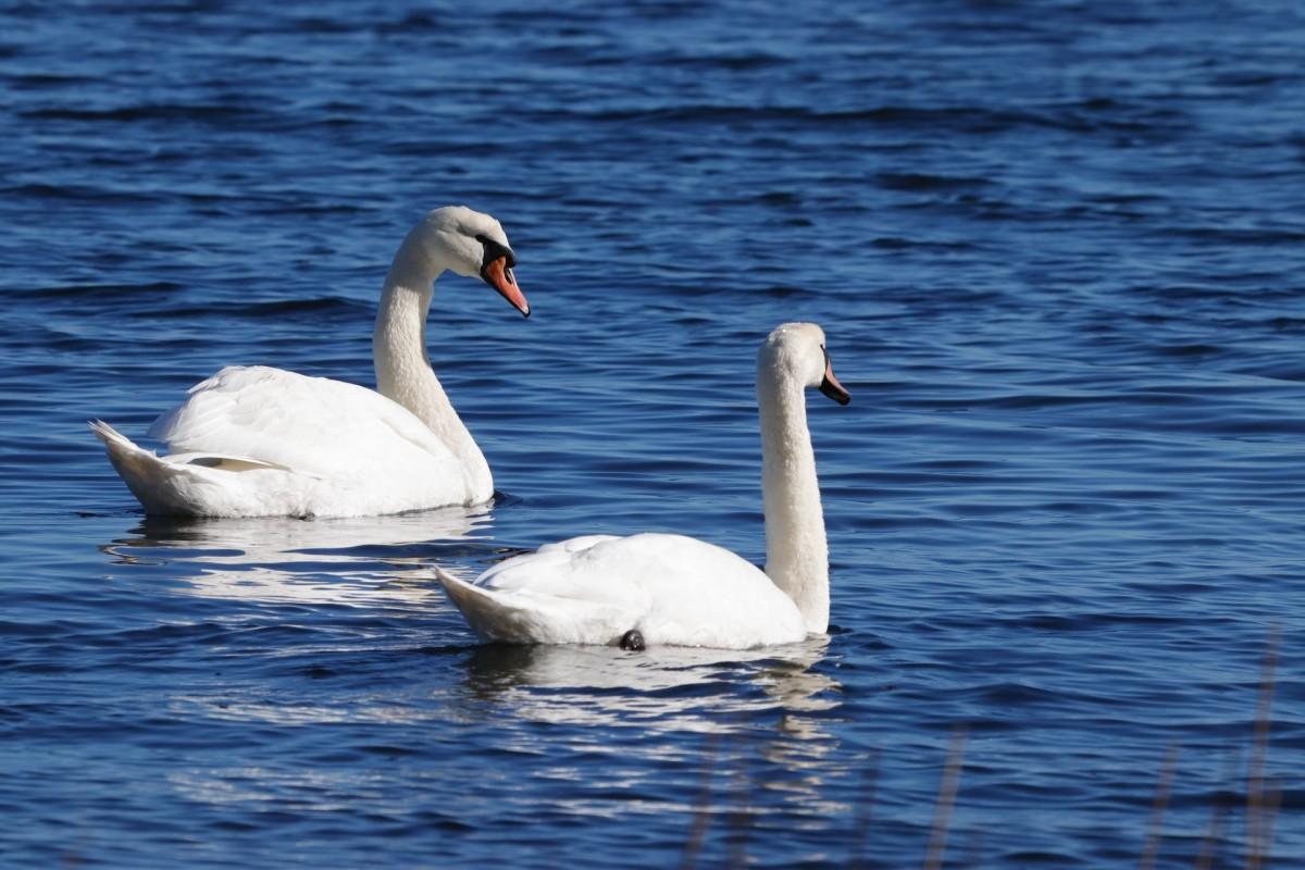 mute swan is the national animal of denmark