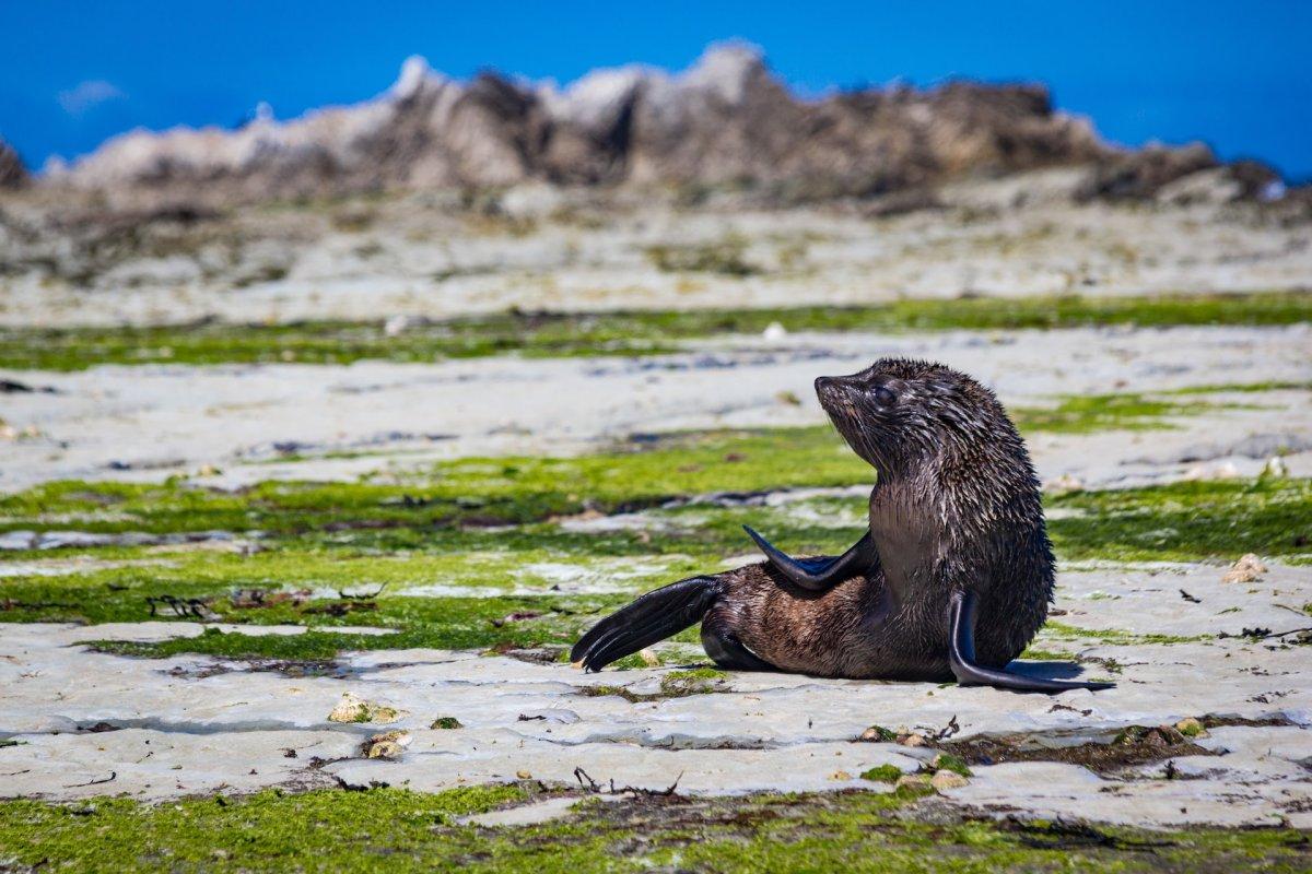 33 Wild Animals in New Zealand [Wildlife in New Zealand]