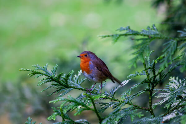 Ireland Redbreast Robin