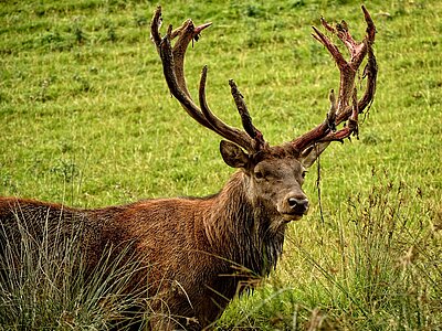 Deutschland Tiere