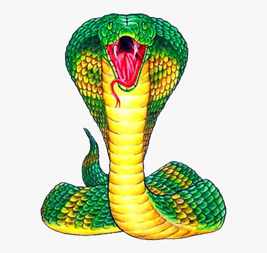 King Cobra Png Free Pic - Snake Front View Drawing, Transparent Png, Free Download