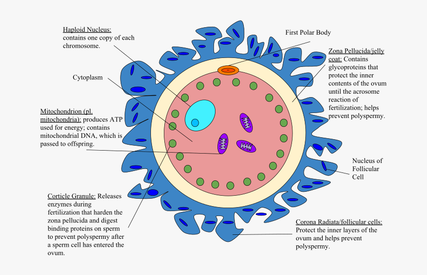 Human Egg Cell Diagram, HD Png Download, Free Download