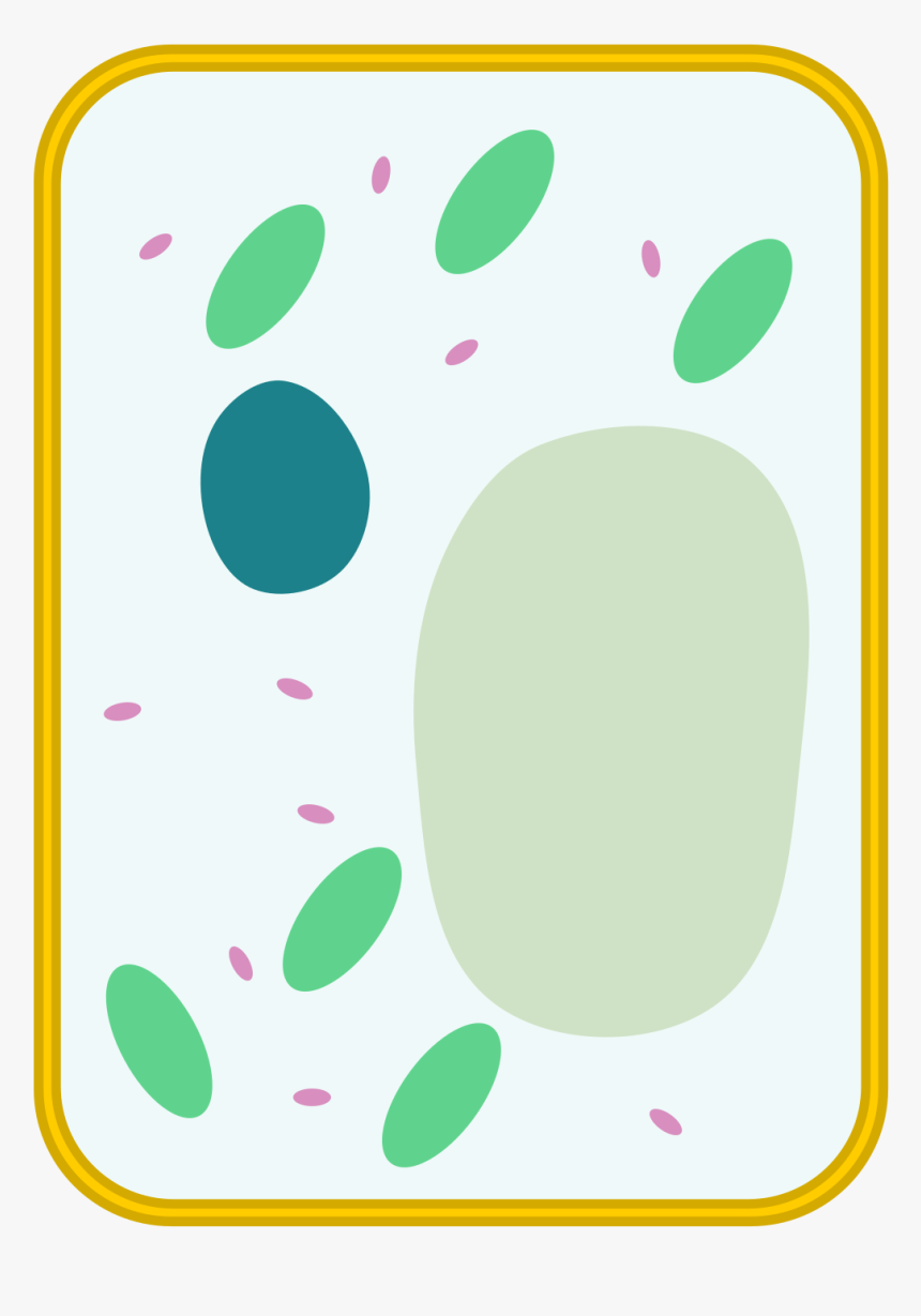 Plant Cell Diagram Simple