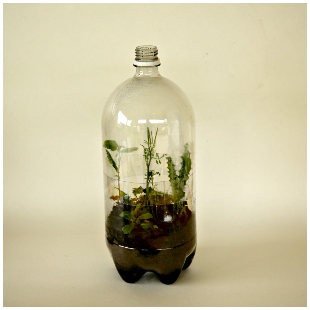 Earth Day Craft: Gerecycled frisdrankfles terrarium