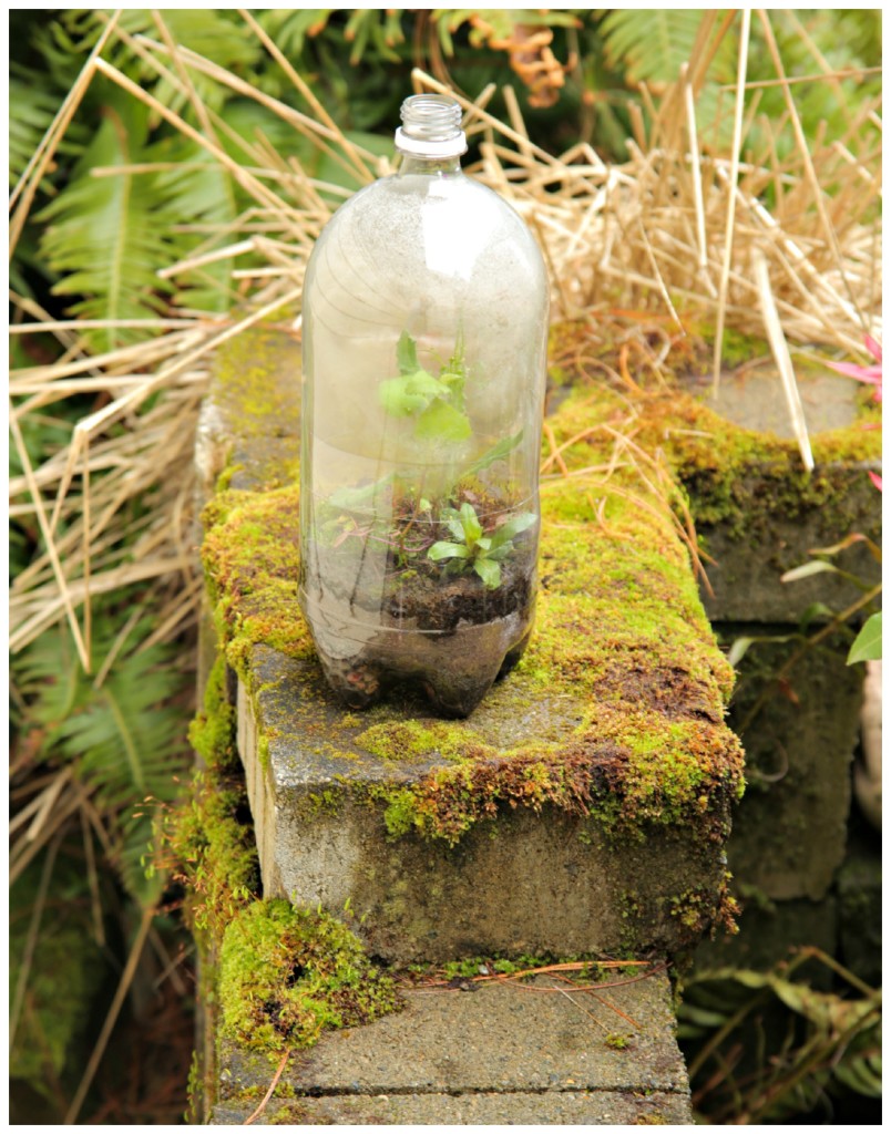 Gerecycled frisdrankflessen terrarium