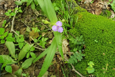 Spring Flower