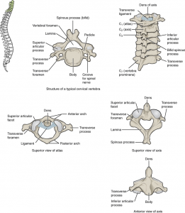 Cervical Vertebrae - Knowlative