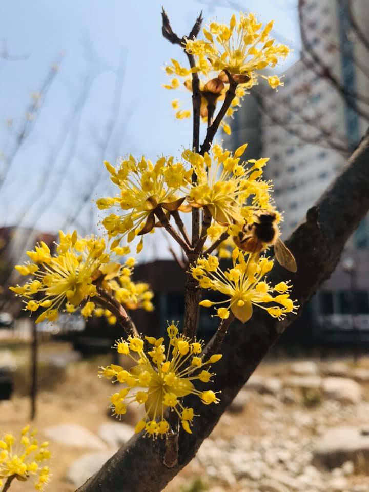 south korea blossoms