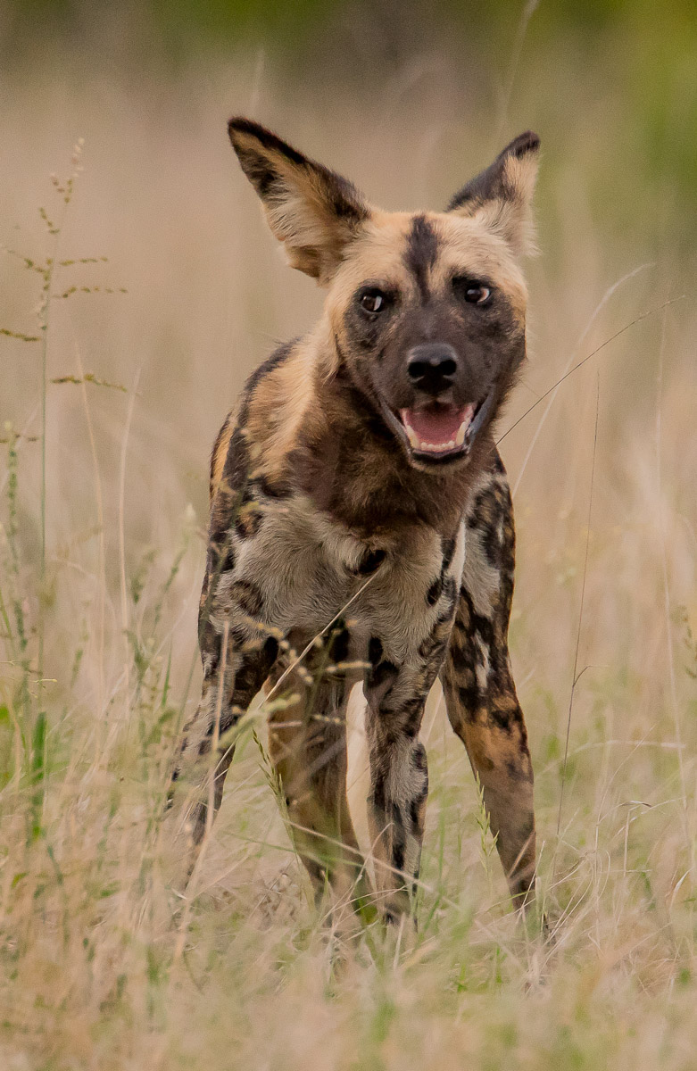 Wild Dogs of the Kruger National Park - also known as painted wolves.