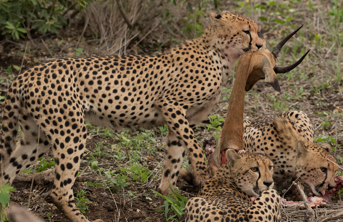 Cheetahs of the Kruger National Park are not easy to find!