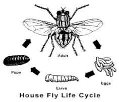 Life Cycle Of A Fly Time