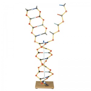 3B DNA-RNA Model