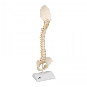 BONElike Child's Vertebral Column Model A52