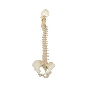 BONElike Vertebral Column Model A794