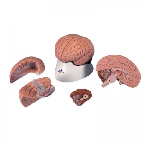 Brain Model (4-Part)