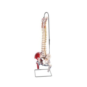 Classic Flexible Spine Model with Femur Heads and Painted Muscles A58/3